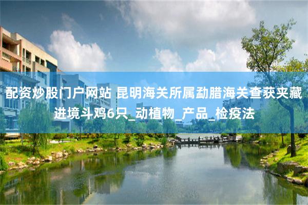 配资炒股门户网站 昆明海关所属勐腊海关查获夹藏进境斗鸡6只_动植物_产品_检疫法